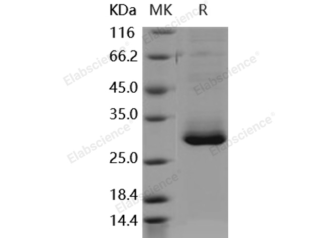 Валидация Elabscience PKSH030516(1427)