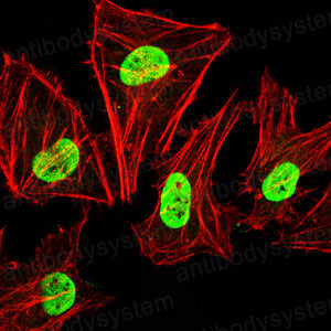 Валидация IF - AntibodySystem RHG48103 (1229)