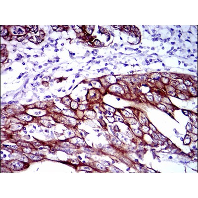 Валидация Affinity BF0493 - 5278