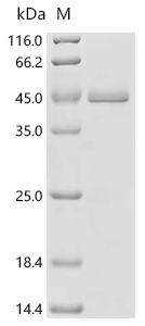 SDS-PAGE