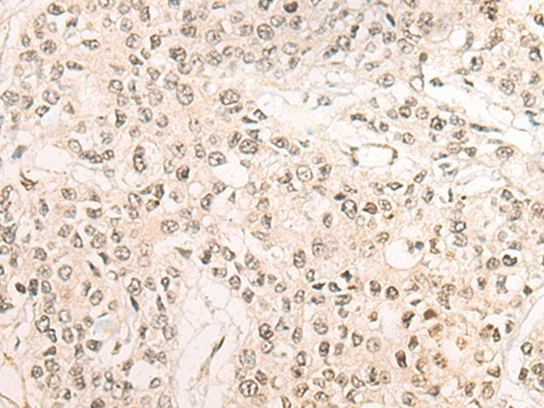 Валидация Elabscience E-AB-19363