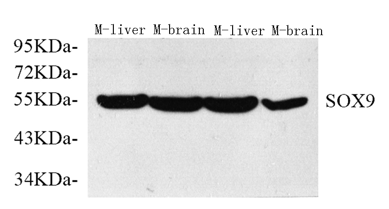 Валидация Elabscience E-AB-70138