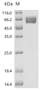 SDS-PAGE