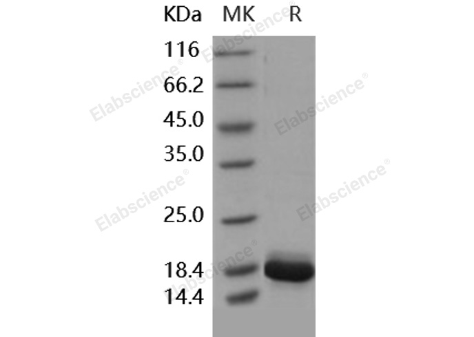 Валидация Elabscience PKSH031853(2478)
