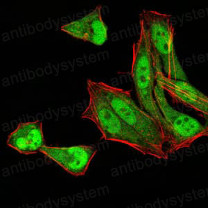 Валидация IF - AntibodySystem RHD17903
