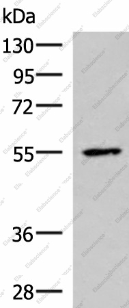Вестерн-блоттинг, ISM1, клетки HepG2