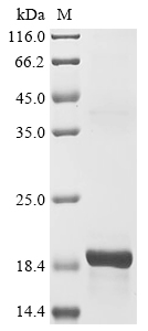 SDS-PAGE