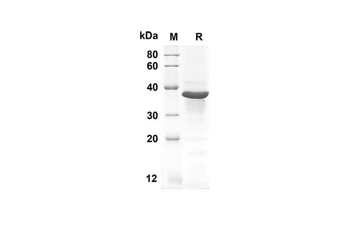 Валидация Elabscience PDEH100517(33)