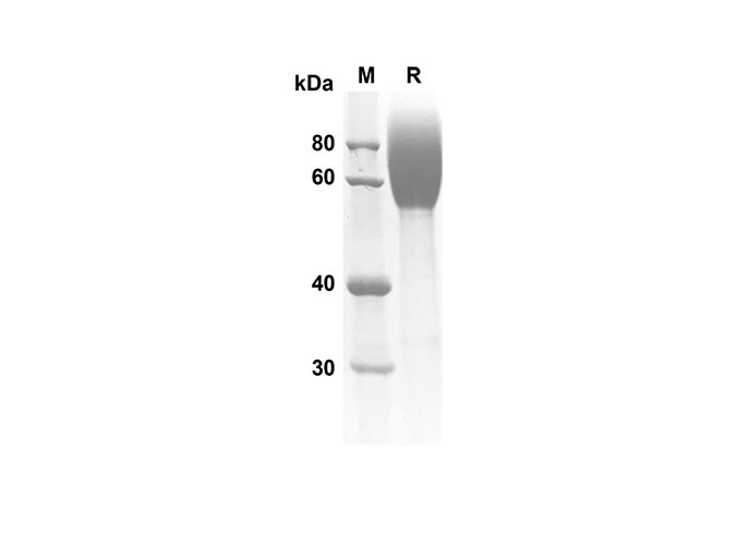 Валидация Elabscience PDMM100093(1063)
