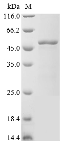 SDS-PAGE
