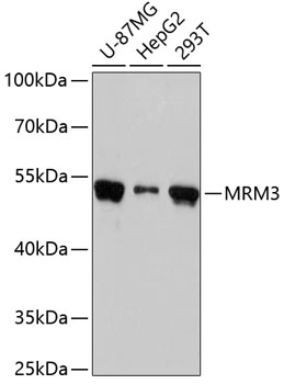 Валидация Elabscience E-AB-65498