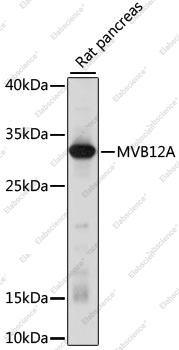 Вестерн-блоттинг, MVB12A, ткань поджелудочной железы крысы
