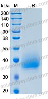Валидация AntibodySystem AHJ38601