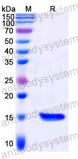 Валидация SDS-PAGE - AntibodySystem RZZ01803