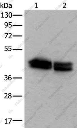 Вестерн-блоттинг, TIA1, клетки HEPG2 и NIH/3T3