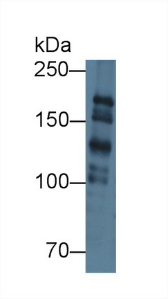 12720