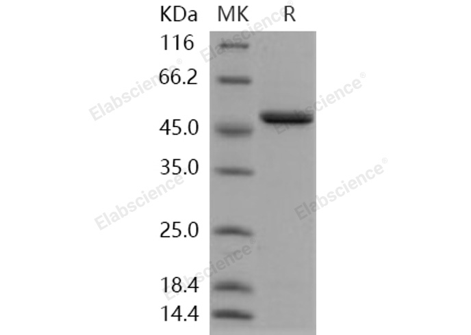 Валидация Elabscience PKSH031092(1882)