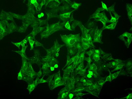 Валидация AssayVector ARM2149(3475)