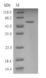 SDS-PAGE