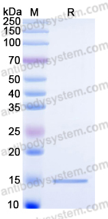 YHN36701, SDS-PAGE