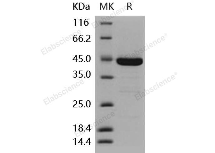 Валидация Elabscience PKSH031862(2485)
