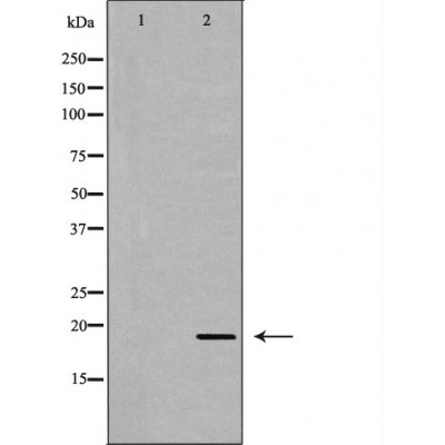 Валидация Affinity DF7350 - 19059