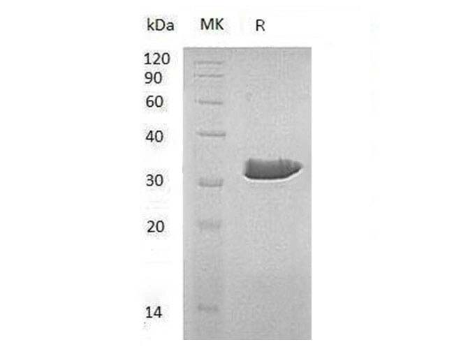 Валидация Elabscience PKSH033275(3613)