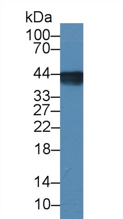 39530