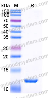 YHE38103, SDS-PAGE