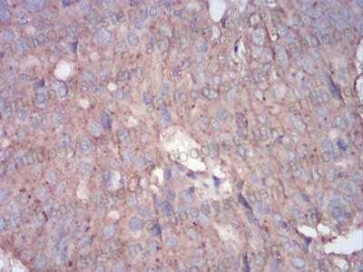 Валидация AntibodySystem RHC87201 (1133)