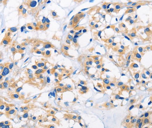 Валидация Elabscience E-AB-10930