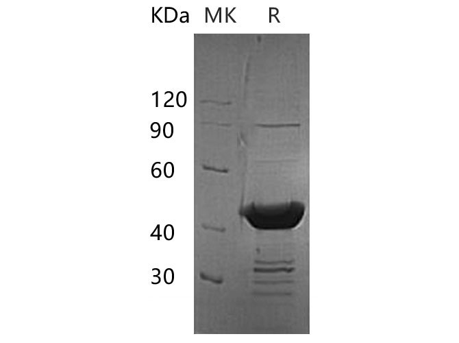 Валидация Elabscience PKSH033271(3609)