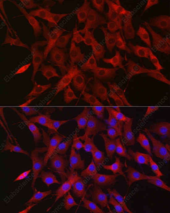 Иммунофлуоресценция, Ubiquitin, клетки NIH/3T3