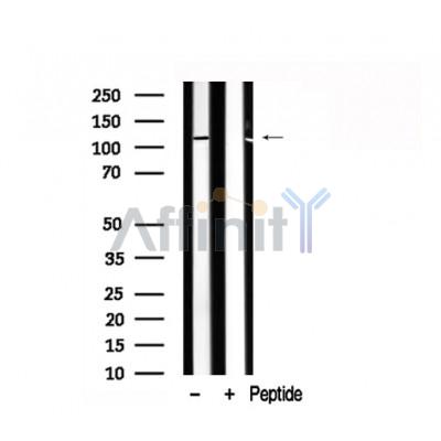 Валидация Affinity AF7782 - 4494