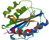 Integrin Alpha X (ITGaX)