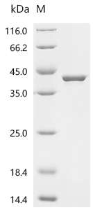 SDS-PAGE
