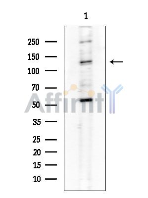 Валидация Affinity DF2538 - 13198