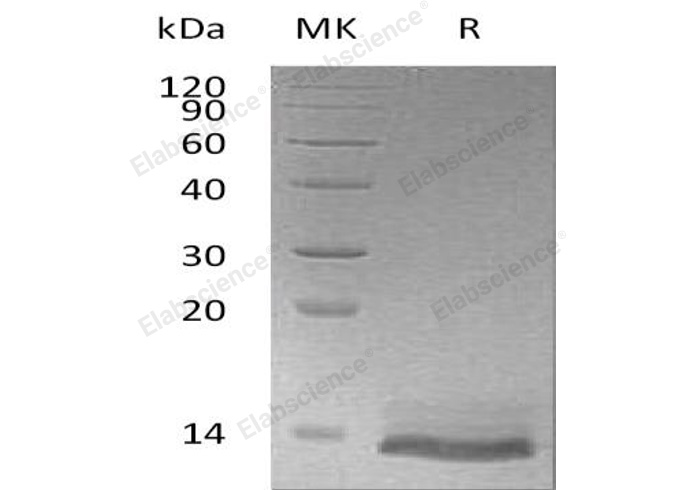 Валидация Elabscience PKSH032838(3249)