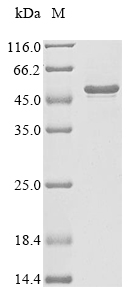 SDS-PAGE