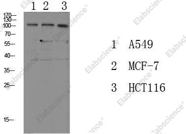 Вестерн-блоттинг, Phospho-Na+/K+-ATPase alpha1 (Tyr260), различные клетки