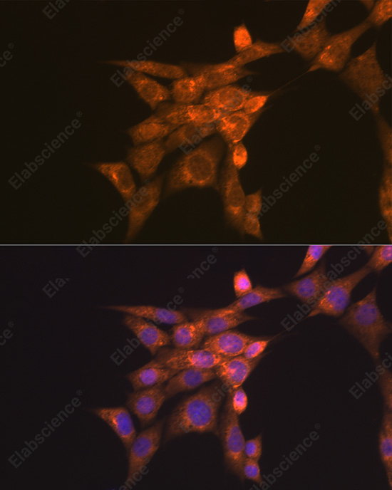 Иммунофлуоресценция, Folate Binding Protein, клетки NIH-3T3