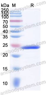 Валидация AntibodySystem YHJ47301