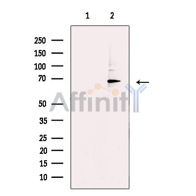 Валидация Affinity DF13386 - 8644