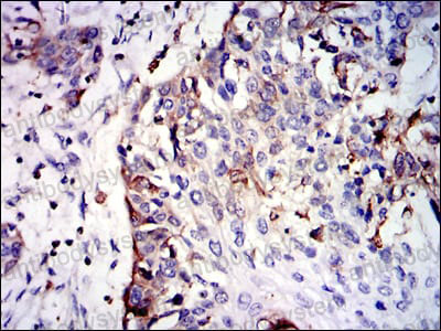 Валидация AntibodySystem RHC41003