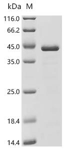 SDS-PAGE