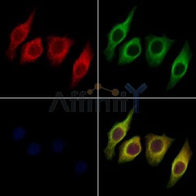 Валидация Affinity DF4691 - 16368