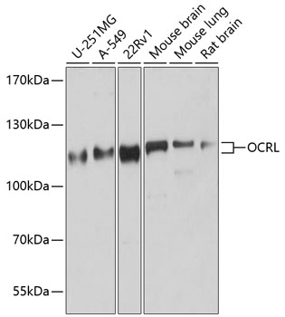 Валидация Elabscience E-AB-92384