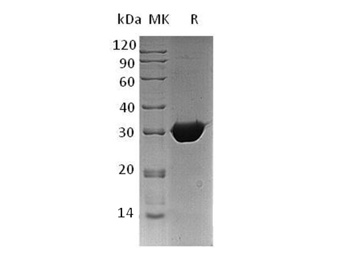Валидация Elabscience PKSH032119(2657)