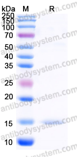 YHF74302, SDS-PAGE