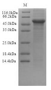 SDS-PAGE